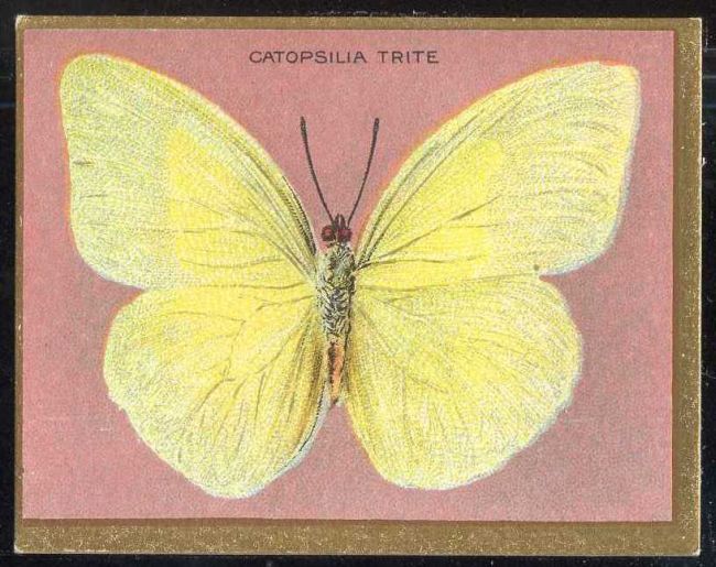 Catopsilia Trite